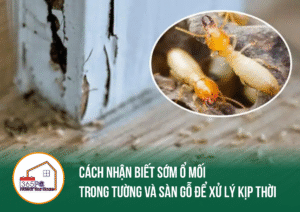 Cách nhận biết sớm ổ mối trong tường và sàn gỗ để xử lý kịp thời