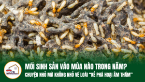 MỐI SINH SẢN VÀO MÙA NÀO TRONG NĂM? CHUYỆN NHỎ MÀ KHÔNG NHỎ VỀ LOÀI “KẺ PHÁ HOẠI ÂM THẦM”