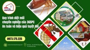 Quy trình diệt mối chuyên nghiệp của 365PC