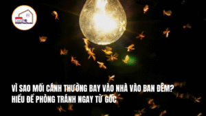VÌ SAO MỐI CÁNH THƯỜNG BAY VÀO NHÀ VÀO BAN ĐÊM? HIỂU ĐỂ PHÒNG TRÁNH NGAY TỪ GỐC