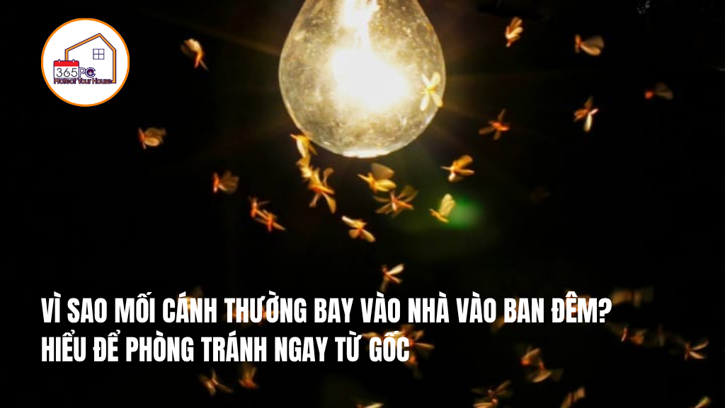 VÌ SAO MỐI CÁNH THƯỜNG BAY VÀO NHÀ VÀO BAN ĐÊM? HIỂU ĐỂ PHÒNG TRÁNH NGAY TỪ GỐC