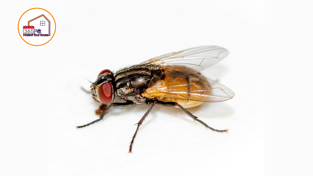 Ruồi Trong Nhà – Dấu Hiệu Cảnh Báo Vệ Sinh Và Cách Xử Lý Triệt Để Tại Thanh Hóa