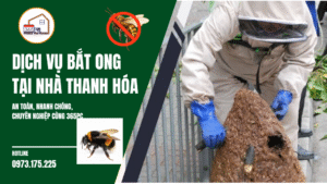 Dịch vụ bắt ong tại nhà Thanh Hóa – An toàn, nhanh chóng, chuyên nghiệp cùng 365PC