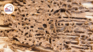  DỊCH VỤ DIỆT MỐI TẬN GỐC – GIẢI PHÁP BẢO VỆ NHÀ Ở VÀ CÔNG TRÌNH HIỆU QUẢ CÙNG 365PC