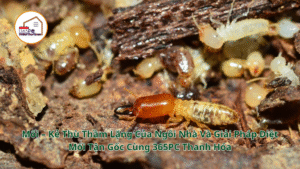 Mối – Kẻ Thù Thầm Lặng Của Ngôi Nhà Và Giải Pháp Diệt Mối Tận Gốc Cùng 365PC Thanh Hóa