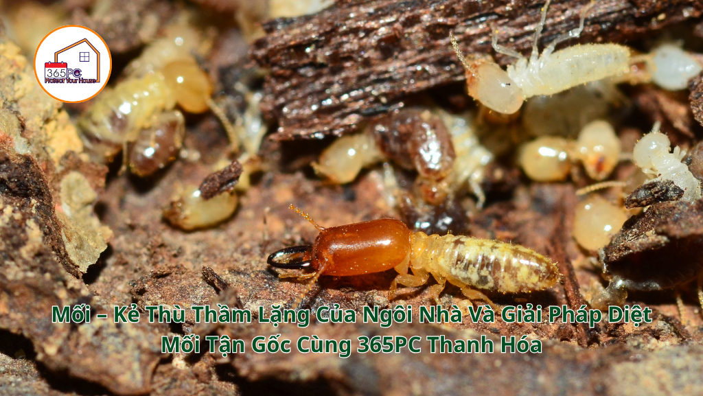 Mối – Kẻ Thù Thầm Lặng Của Ngôi Nhà Và Giải Pháp Diệt Mối Tận Gốc Cùng 365PC Thanh Hóa