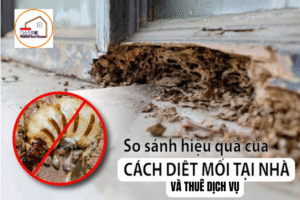 So sánh các phương pháp diệt mối: Tự làm tại nhà và thuê dịch vụ