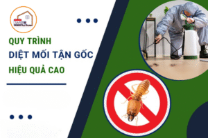 Quy trình diệt mối tận gốc an toàn, hiệu quả nhất hiện nay