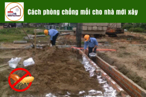 Cách phòng chống mối cho nhà mới xây
