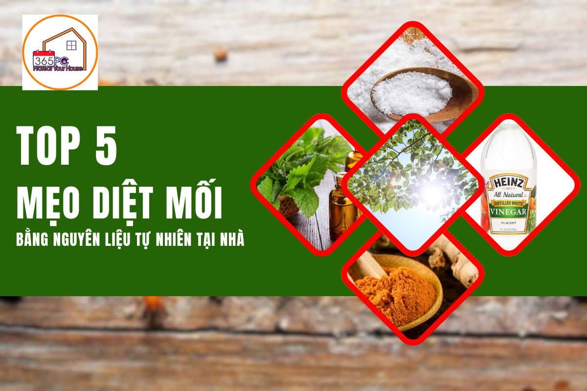 Top 5 mẹo diệt mối bằng nguyên liệu tự nhiên tại nhà