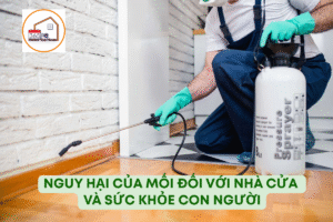 Nguy hại của mối đối với nhà cửa và sức khỏe con người