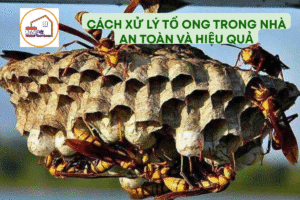 Cách xử lý tổ ong trong nhà an toàn và hiệu quả