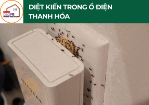 Diệt kiến trong ổ điện Thanh Hóa