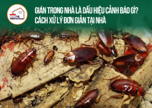 Gián trong nhà là dấu hiệu cảnh báo gì?