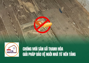 Chống mối sàn gỗ Thanh Hóa