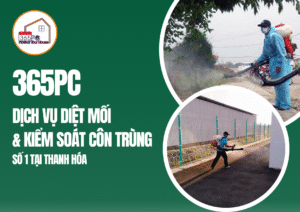 365PC – DỊCH VỤ DIỆT MỐI & KIỂM SOÁT CÔN TRÙNG SỐ 1 TẠI THANH HÓA