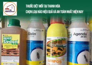 Thuốc diệt mối tại Thanh Hóa – Chọn loại nào hiệu quả và an toàn nhất hiện nay