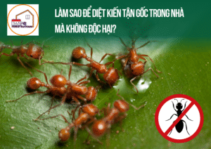 Làm sao để diệt kiến tận gốc trong nhà mà không độc hại?